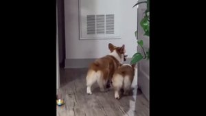 Уход за собакой для детей