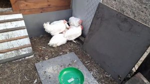 Куры с птицефабрики в домашних условиях.