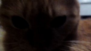 Кошка хочет мужа