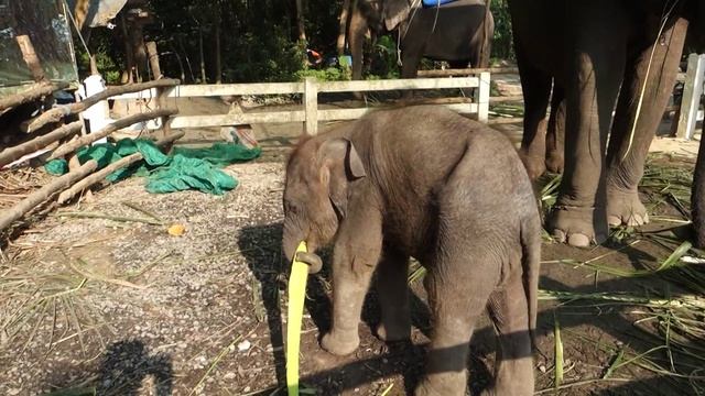 Мама со Слонёнышем смотреть онлайн