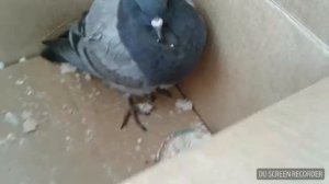 У меня новый питомец !!! Голубь Ари !История Ари 🐦