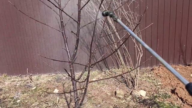 Первая обработка сада весной.Защита от вредителей.