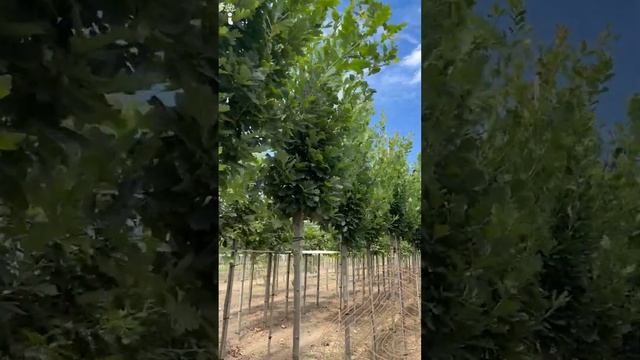 Hochstamm Säuleneiche | Quercus robur 'Fastigiata Koster'