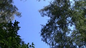 Тютьково часть 1 Леса