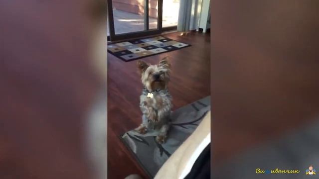 Кумедні собаки / Тваринки-бешкетники ч. 25 / Смішинки для дітей смотреть онлайн