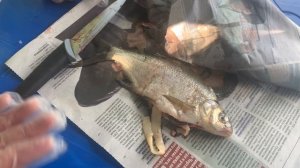 Паразит-солитер в рыбе. Мы его нашли и показываем!