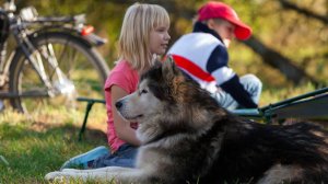 Как вырастить супер-собаку.