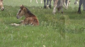 Тяжеловозы. Конеферма Андрея Сундырина. город Пласт
