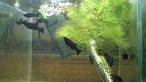 Черная моллинезия или черная пецилия?