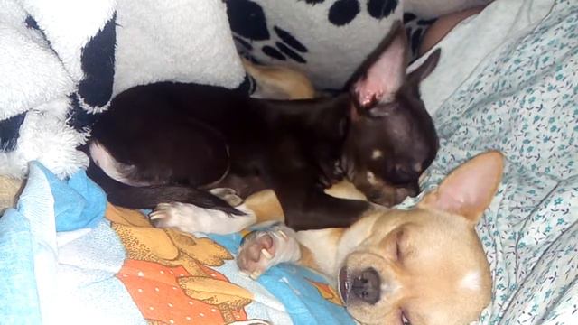 Юми-чу и Хати легли спать) смотреть онлайн