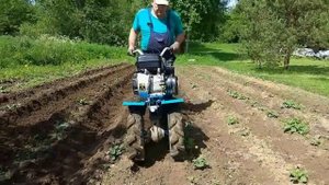 Результат окучивания картошки через 3 дня. Мотоблок нева мб-2. Деревенская жизнь.
