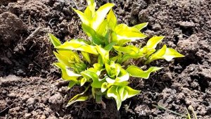 #хоста #форчуна #Albopicta / Хоста Форчуна Альбопикта ( лат. hosta fortunei Albopicta)-хамелеон.