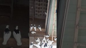 голуби гривуны  Марк  снимал ?! подписывайтесь