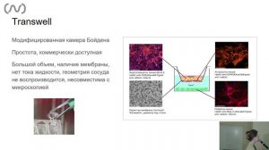 Моделирование гематоэнцефалического барьера in vitro