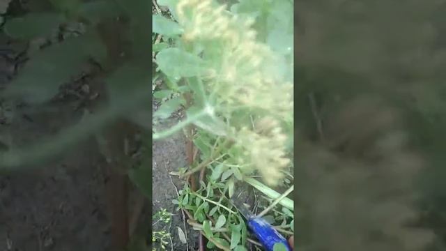 Лайфхак для прополки огорода