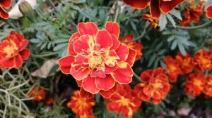 Муж женщины, утонувшей на Крещение разбит горем