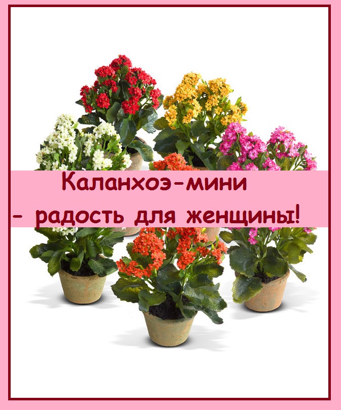Цветочек каланхоэ - прекрасный подарок для женщины любого возраста, на 8 марта, или просто так!