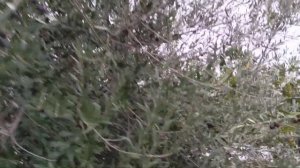 Наше оливковое дерево. Our olive tree.