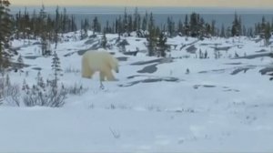 Медведь 2026 - Откуда мем ?