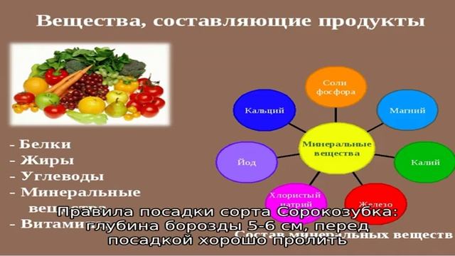 Когда сажать сорт лука Сорокозубка смотреть онлайн