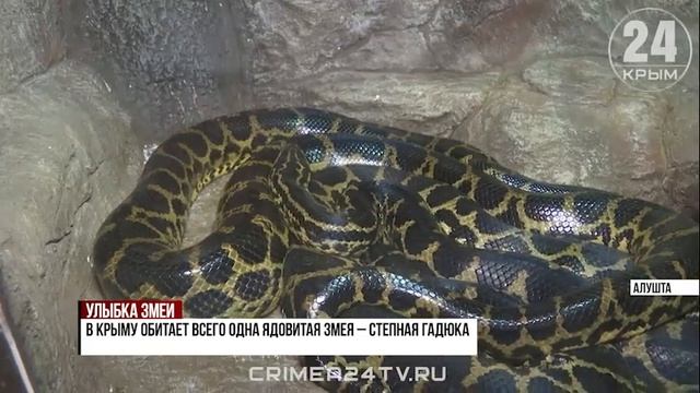 ? В Алуштинском аквариуме родились детёныши анаконды смотреть онлайн