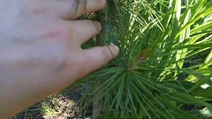 Обрезка и формирование сосны