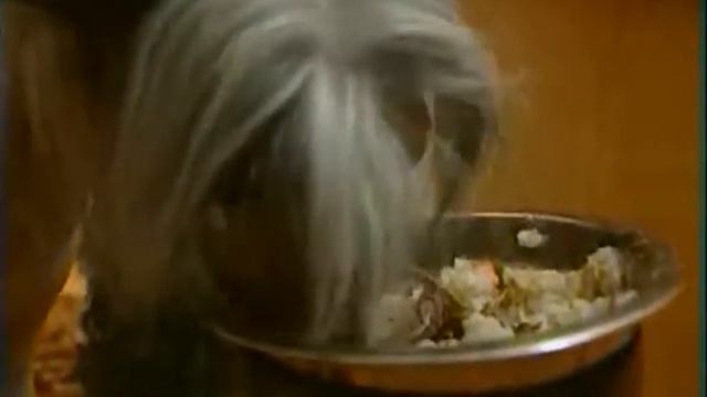 Домашний питомец (выпуск 25) ( Аллергия. Модный приГАВор) (РИА Биробиджан) смотреть онлайн