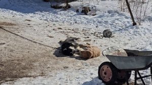 весна 2 собаки играют
