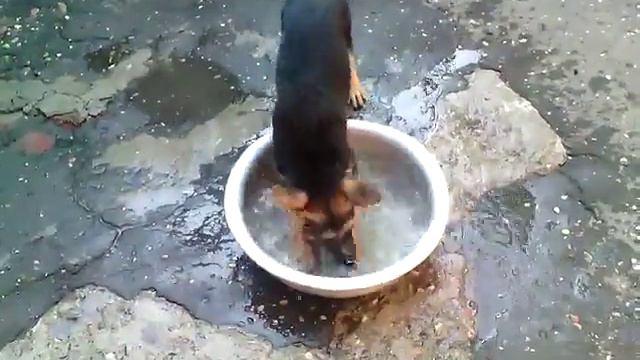 Немецкая овчарка спасается от жары смотреть онлайн