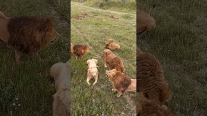 Крым, Белогорск,парк львов тайган