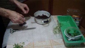 ХРИЗАНТЕМА КОРЕЙСКАЯ . РАЗМНОЖЕНИЕ ЧЕРЕНКАМИ.