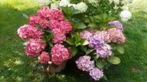 Ура, у меня зацвела широколистная гортензия