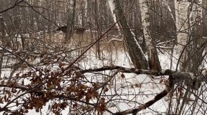 Охота на Урале: Собаки работают по лосям. Подошёл на 20 метров!