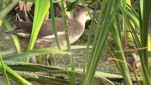Камышница(Болотная курочка). Цыплята болотной курочки. Птицы Сибири. Новосибирск.  Голос камышницы.