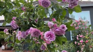 WEIWEI GARDEN: Quick Silver