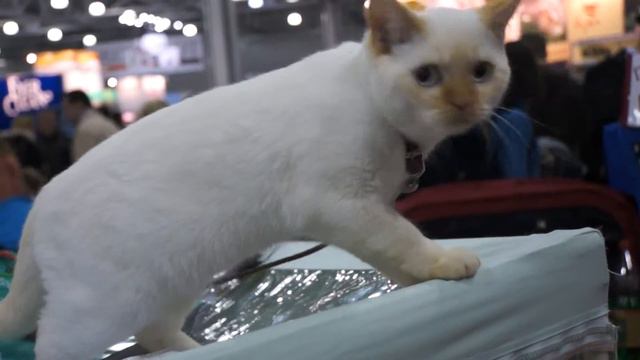 Экспокот 2012 - 12. Смешной Кот Lolcat 9 ;) смотреть онлайн