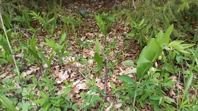 Купена душистая смотреть онлайн