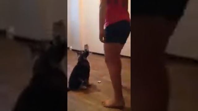 Щеночек детям;))) Зовут Байкал. Порода Маламут. смотреть онлайн