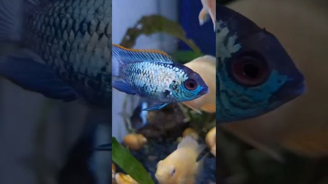 Аквариумные рыбки в Краснодаре смотреть онлайн