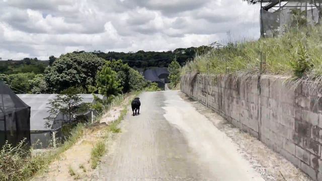 Tour pelo Orquidário Suzuki + BRINDE e SORTEIO! смотреть онлайн