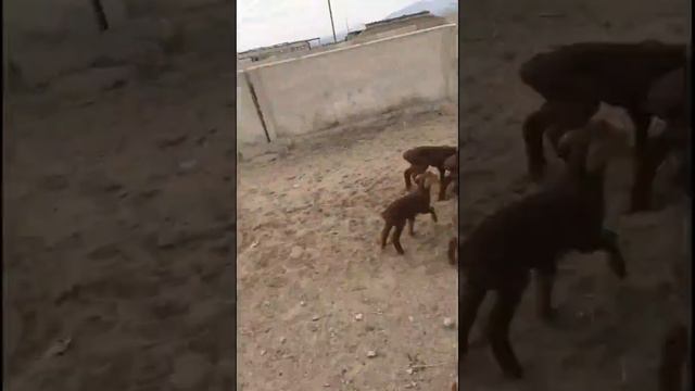 Гисарский и Масчинский красные пород ягнята Овцы, Sheep baby, Sheep lambs смотреть онлайн