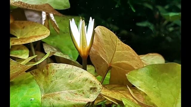 Карликовая нимфея , цветок в аквариуме (Nymphaea sp. "Dwarf", Santarem) смотреть онлайн