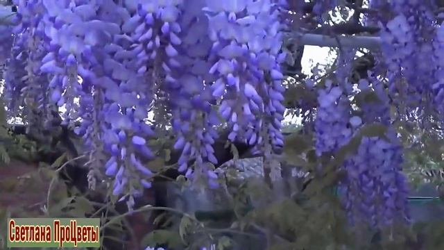 Глициния Смотрите как она цветет от начала распускания и до пика цветения смотреть онлайн
