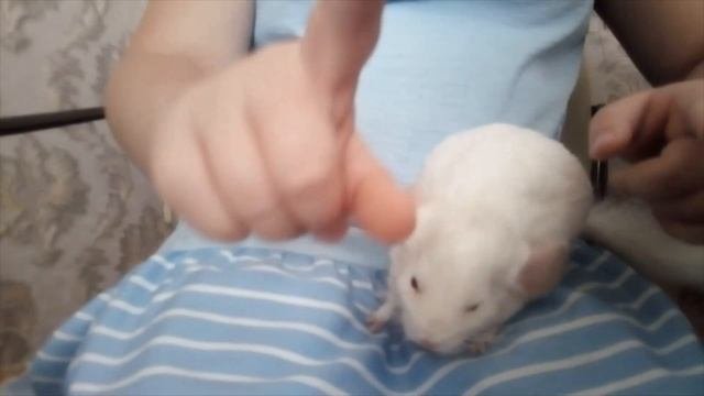 Всё о шиншиллах