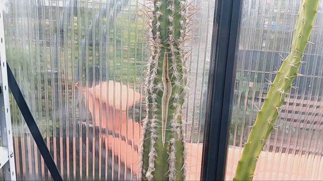 Треснул мой кактус.Почему кактусы закладывают бутоны?