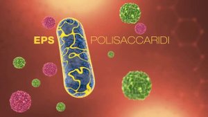 Пробиотик штамм Lactobacillus casei DG