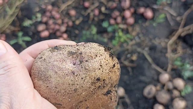 старинный сорт картофеля СИНЕГЛАЗКА и новый сорт ААЛЯСКА смотреть онлайн