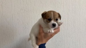 Щенки Джек Рассел терьера гладкошерстные