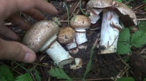 Шампиньон лесной. Agaricus silvaticus. Сбор грибов в лесу.