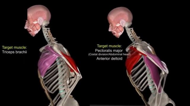 Отжимания и подтягивания особенности смотреть онлайн